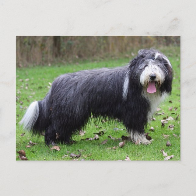 Carte Postale collie barbu (Devant)