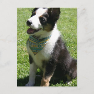 Carte postale Collie Bordure