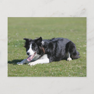Carte Postale Collie Bordure Déposée