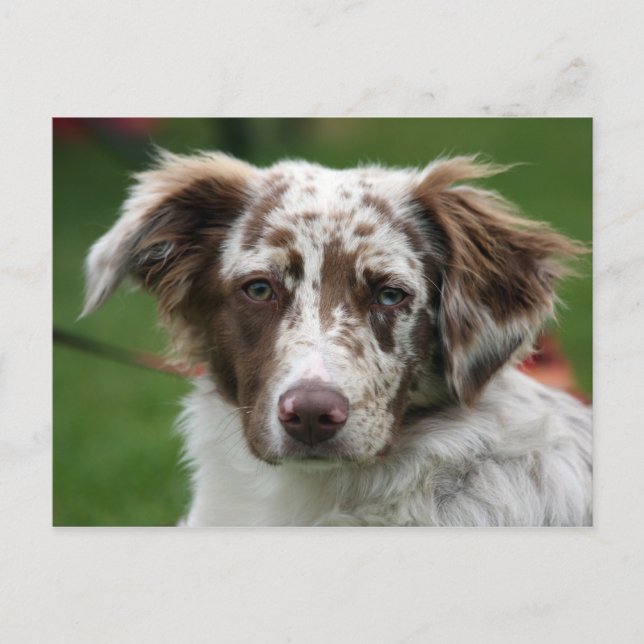 Carte Postale collie bore (Devant)
