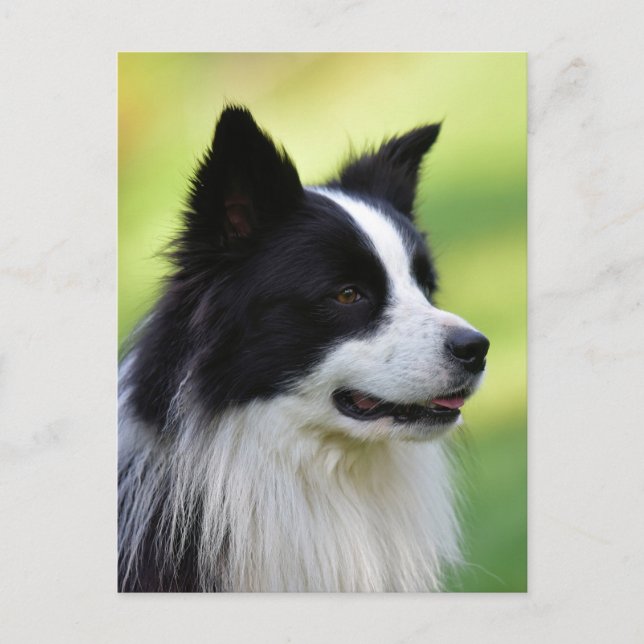 Carte Postale Collie Chien noir et blanc (Devant)