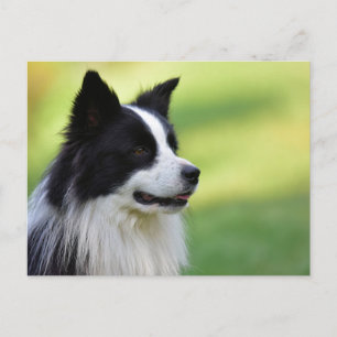 Carte Postale Collie Chien noir et blanc