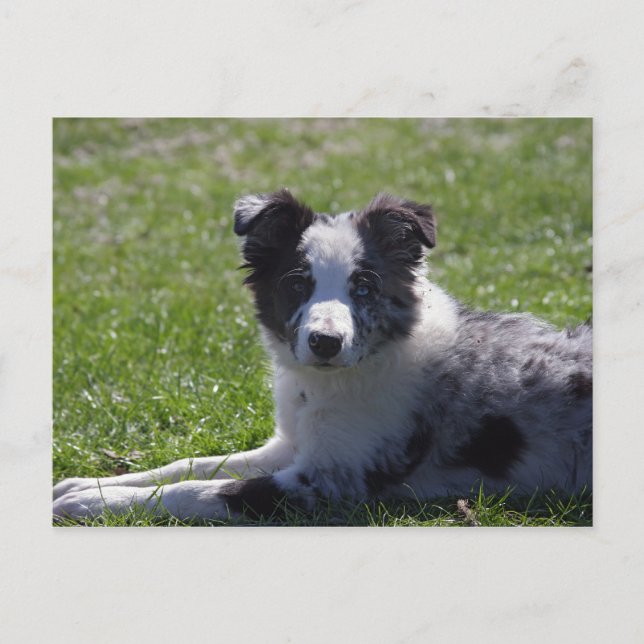 Carte Postale collie de bordure (Devant)