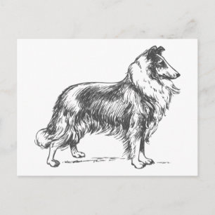 Carte Postale Collie Dog