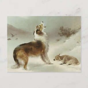 Carte Postale Collie et mouton