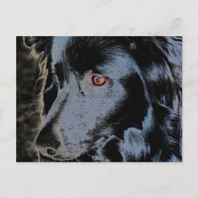 Carte postale Collie Face Dog Bordure noire (Devant)