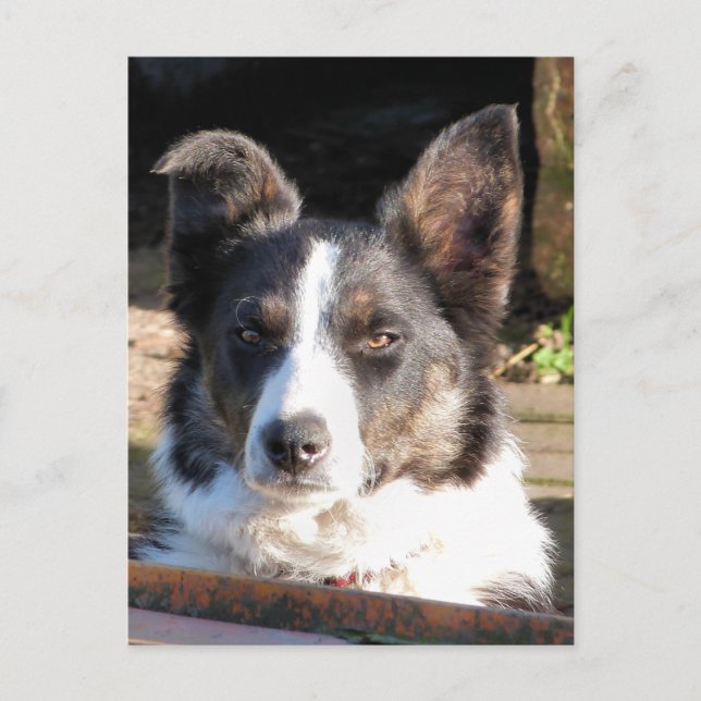 CARTE POSTALE COLLIE FRONTALIÈRE (Devant)