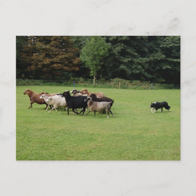 Carte Postale Collie frontalière (Devant)