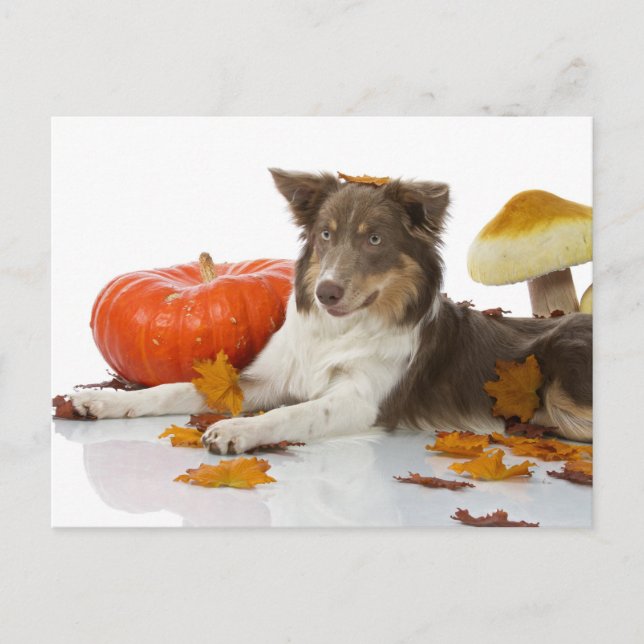 Carte Postale Collie haloween (Devant)