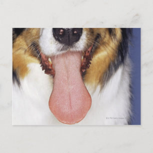 Carte Postale Collie langue à balancer