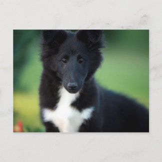 Carte Postale collie miniature