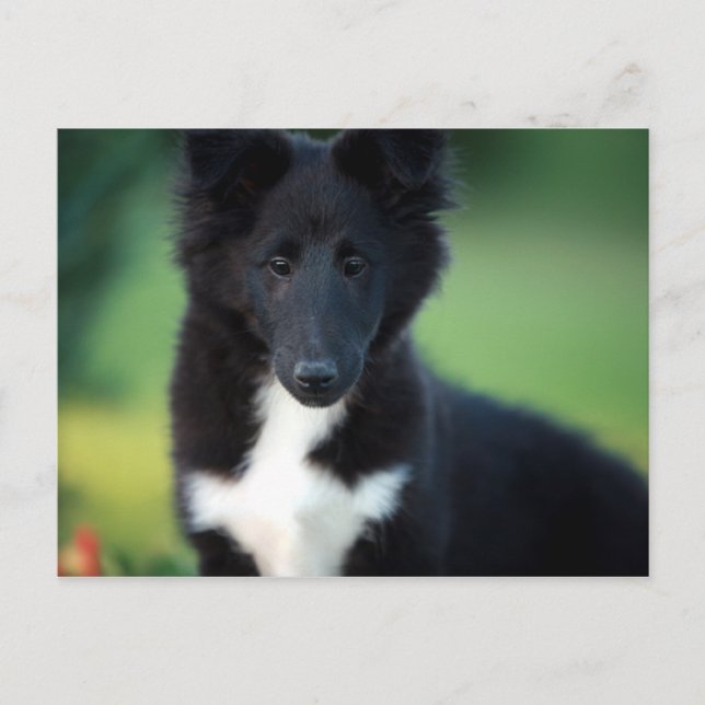 Carte Postale collie miniature (Devant)