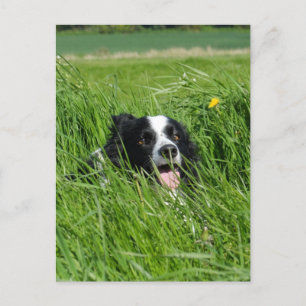 Carte Postale Collie noir et blanc en herbe