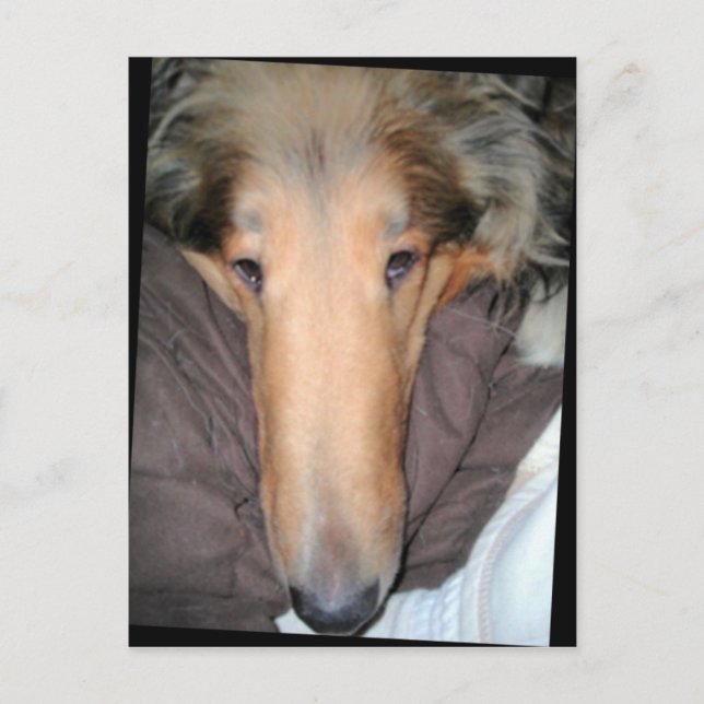 Carte postale Collie NOSE (Devant)