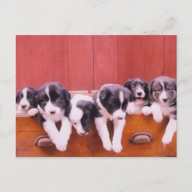 Carte postale Collie Puppies Bordure Mignonne (Devant)