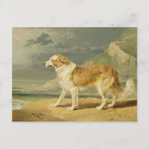 Carte Postale Collie rough coated, 1809 (oil on board)