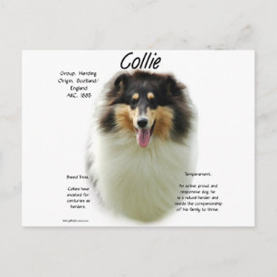 Carte Postale Collie (tri rude) Conception de l'histoire