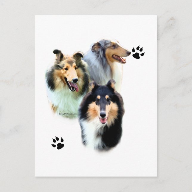 Carte Postale Collie Trio (Devant)