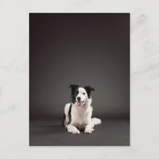 Carte Postale Collier frontalier