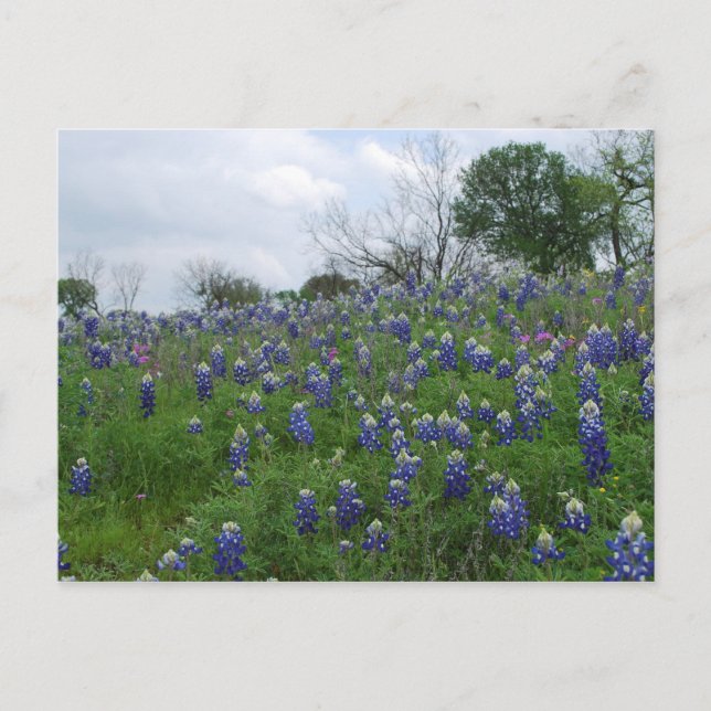 Carte Postale Colline de Bluebonnet (Devant)