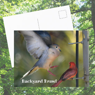 Carte Postale Colombe et Cardinal se disputent dans la cour