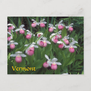 Carte Postale Colonie des palmes de la dame du Vermont Showy