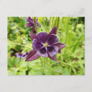Carte Postale Colonne violette