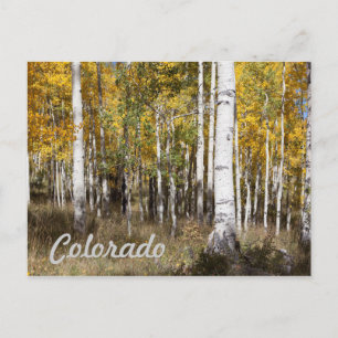 Carte Postale Colorado Aspen Grove à l'automne