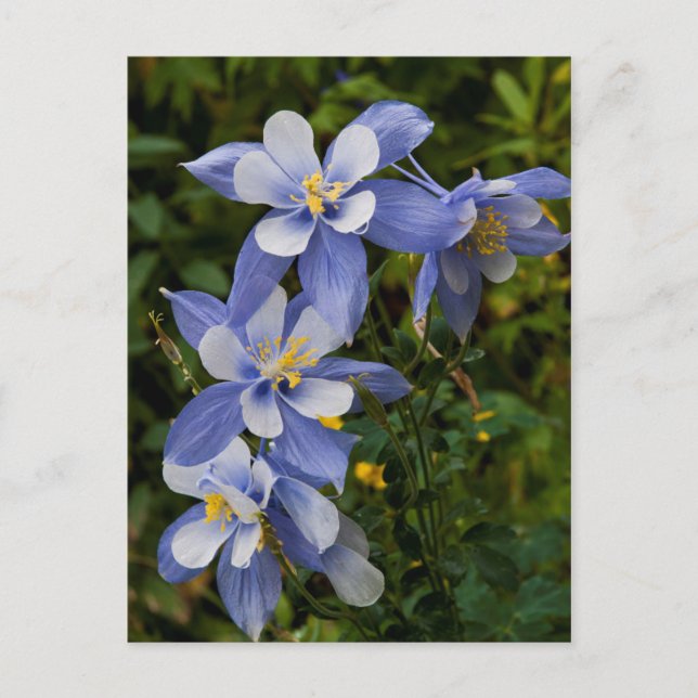 Carte Postale Colorado Blue Columbine near telluride (Devant)
