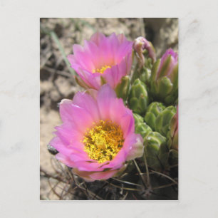 Carte Postale Colorado Cactus sans crochet