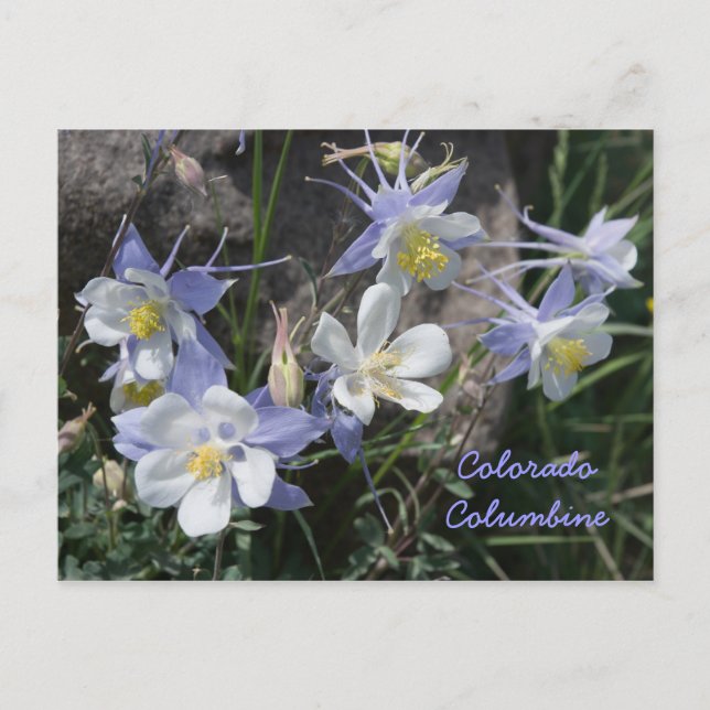 Carte Postale Colorado Columbine (Devant)