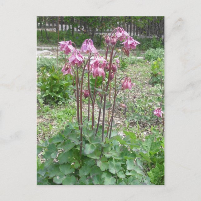 Carte postale Colorado Columbine (Devant)