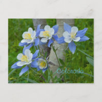 Colorado columbine