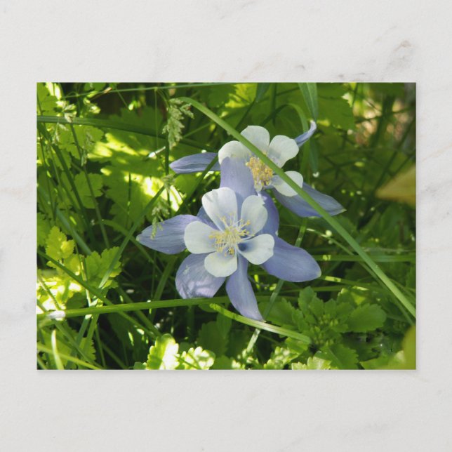 Carte Postale Colorado Columbine (Devant)