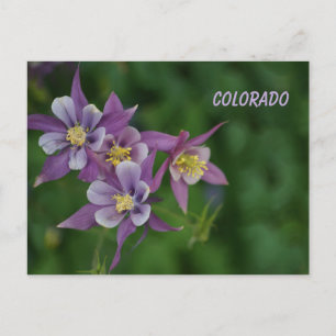 Carte Postale Colorado Columbine Bleue