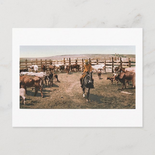 Carte Postale Colorado Cowboy 1904 (Devant)