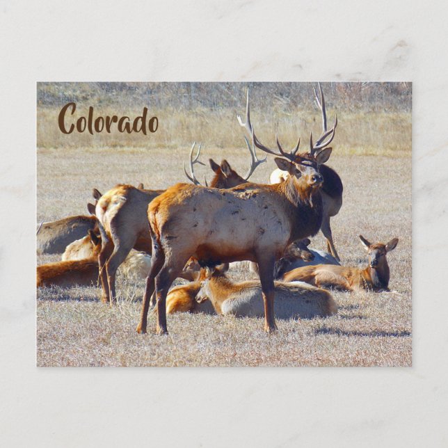 Carte Postale Colorado Elk (Devant)