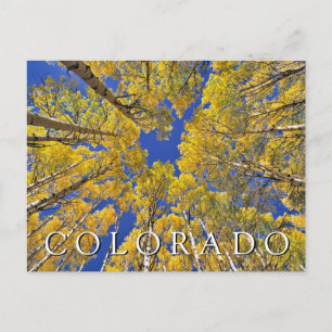 Carte Postale Colorado Fall   Forêt d'Aspen en automne