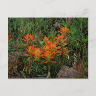Carte Postale Colorado Scarlet Pintbrush Stationnaire