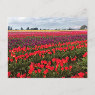 Carte Postale Colorful Tulip Field, Woodburn, Oregon