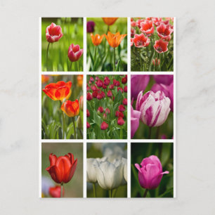 Carte Postale Colorful Tulips