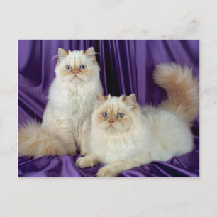 Carte Postale Colorpoint Longhair, point de couleur crème