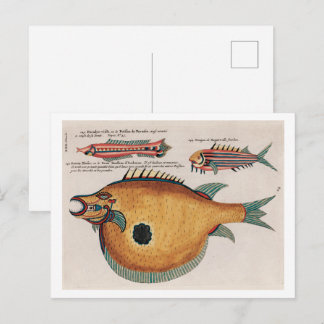 Carte Postale  Colourful and surreal illustrations of fishes
