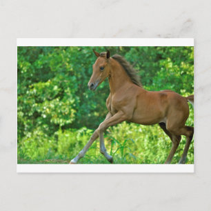 Carte Postale Colt à moitié arabe