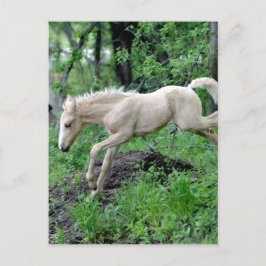 Carte Postale Colt à rebours
