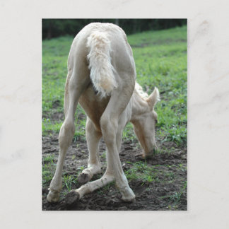 Carte Postale Colt de restauration