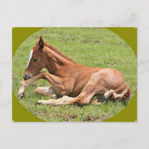Carte Postale Colt nouveau-né