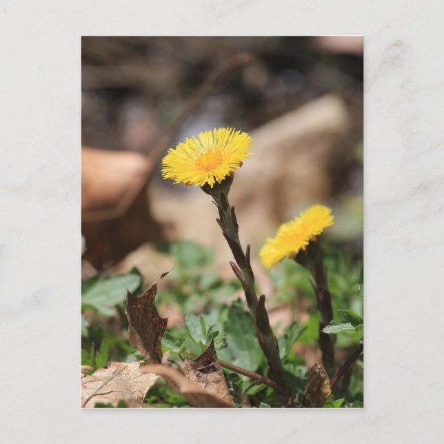 Carte Postale Coltsfoot (Devant)