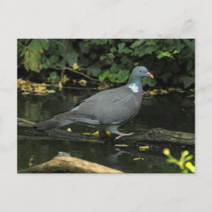 Carte Postale Columba palumbus