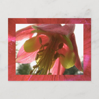 Carte Postale columbine